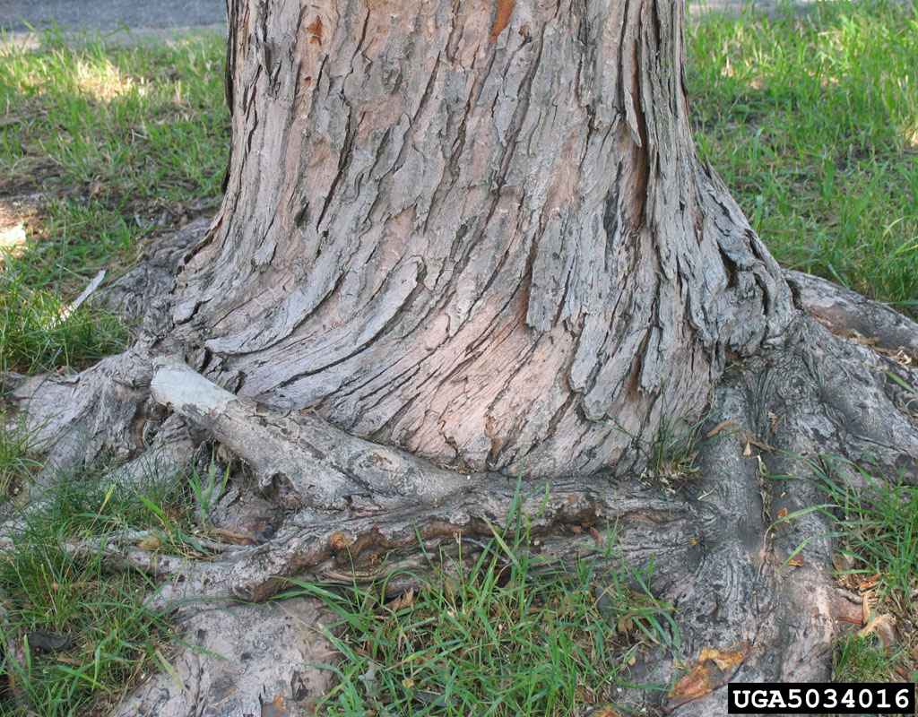 A tree with girdled roots showing above ground, surrounded by green grass