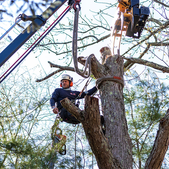 American Climbers arborist removing a tree.