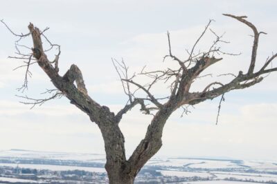 Canopy of a dead tree on a winter day in Hopkinton, MA.