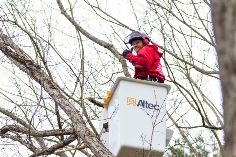 Can Pruning Kill a Tree? Pruning Risks, Damage & Tree Health American Climbers