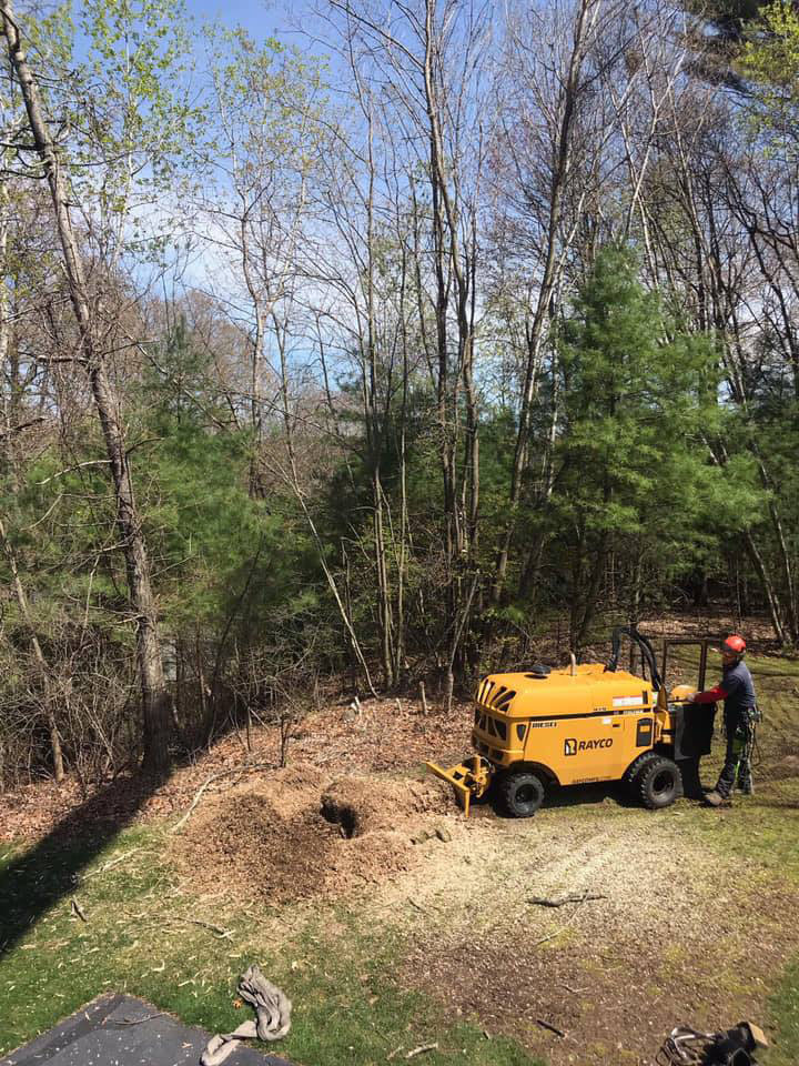 Stump grinding 1