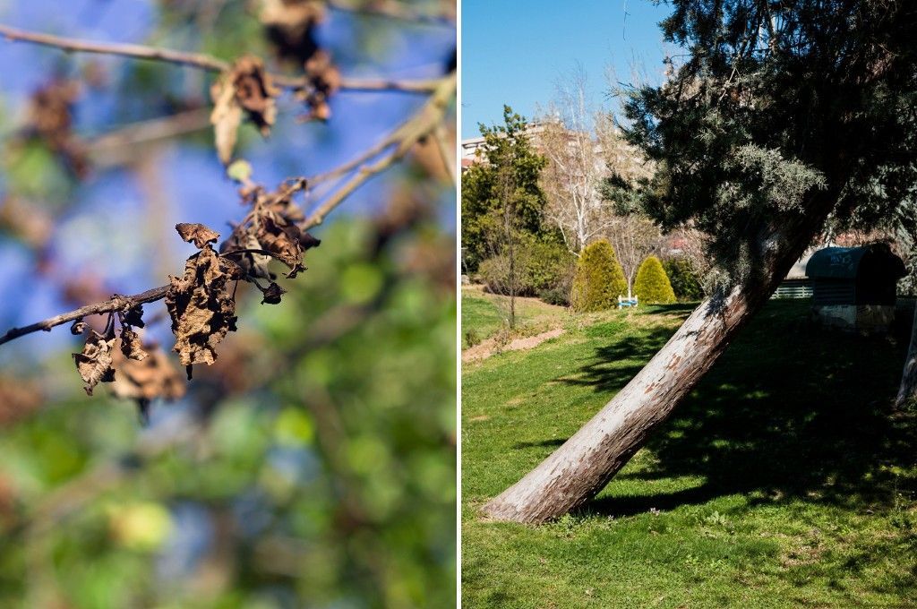 A close-up of dried, brown leaves on a dead branch beside a photo of a tree leaning sharply over a grassy yard.