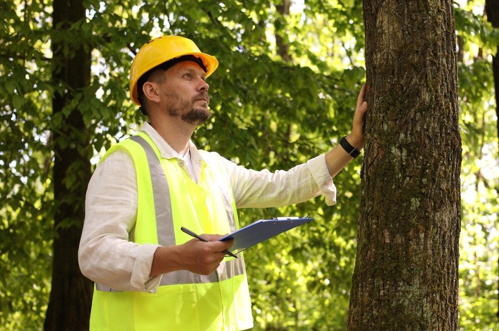 A tree care professional in a hard hat and safety vest inspects a tree trunk while holding a clipboard.