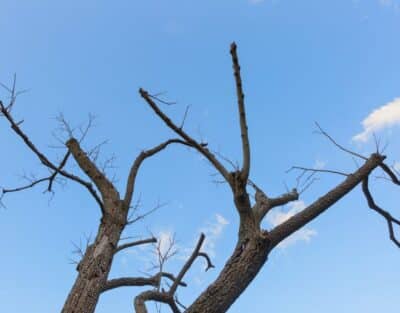 Bare, leafless tree branches with several broken and jagged limb ends stand out against a clear blue sky.