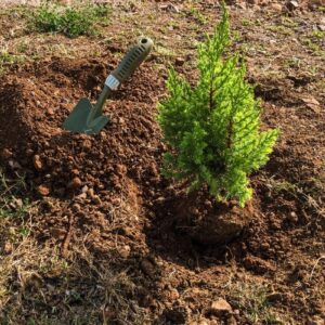 A small conifer tree and small spade sitting in dirt, ready for planting.
