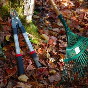 A lopper and rake lean against a tree trunk surrounded by fallen leaves on a Massachusetts property.