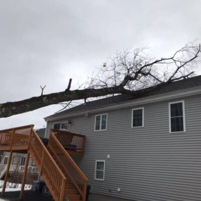 A large, fallen tree lays on the roof of a gray house with a brown wooden staircase up to the deck on a cloudy day.