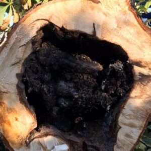 A cross-section of the trunk demonstrates dead tree dangers by showing the interior is full of black, rotting wood.
