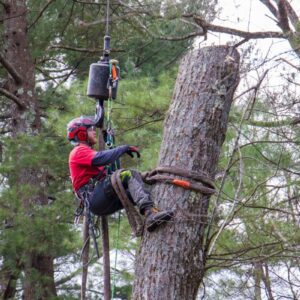 A team member of American Climbers in a tree during the removal process in Framingham, MA.