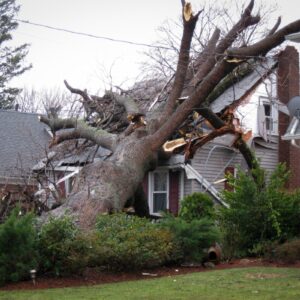 A tree that has fallen on a house after a storm in Marlborough, MA.