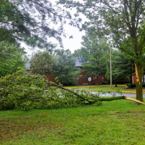 Large storm-damaged tree branch broken from the trunk and lying on a residential lawn after severe weather.
