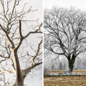 A side-by-side comparison showing a bare dead tree on the left and a healthy bare tree covered in frost on the right.