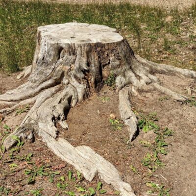 A tree stump and roots remaining after a tree removal on a Massachusetts property.
