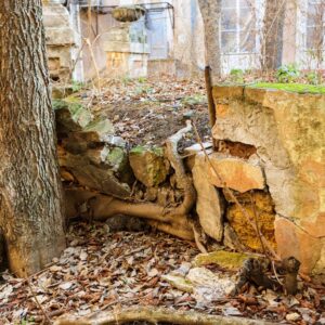 tree roots in a building foundation