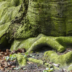 Girdled tree roots covered in green moss