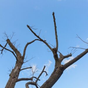 Bare, leafless tree branches with several broken and jagged limb ends stand out against a clear blue sky.