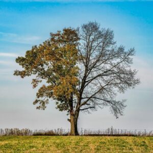 Tree with a thinning canopy showing significant leaf loss on one side, illustrating advanced summer stress and canopy decline.