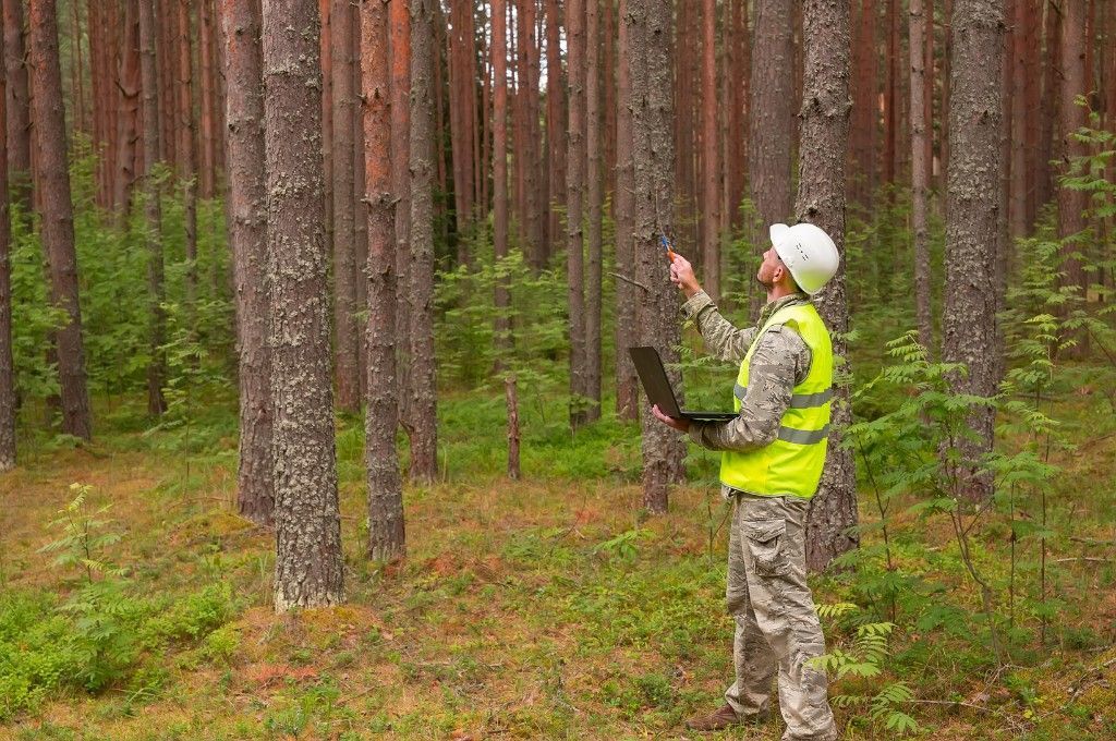 Certified arborist inspecting the trunk and canopy of a mature tree during a professional tree health assessment.