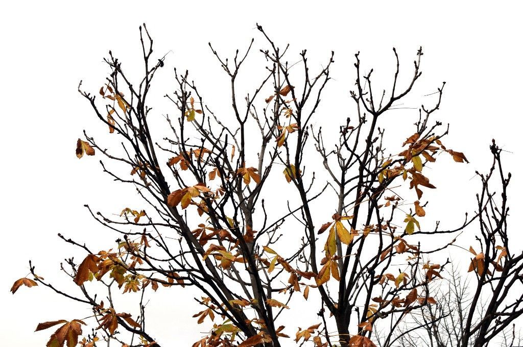 Close-up of a drought-stressed tree canopy with sparse, browning leaves and bare branches showing severe summer stress.