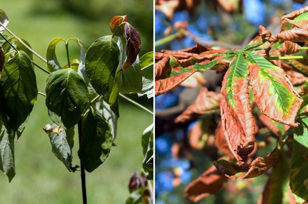 Side-by-side comparison of wilted green leaves and browned, scorched leaves showing common symptoms of summer heat and drought stress in trees.