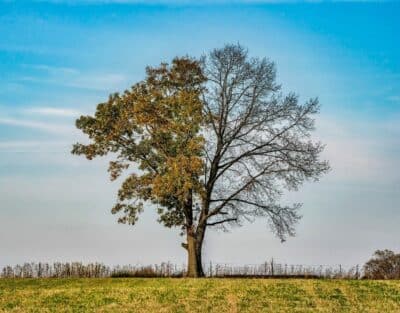 Tree with a thinning canopy showing significant leaf loss on one side, illustrating advanced summer stress and canopy decline.