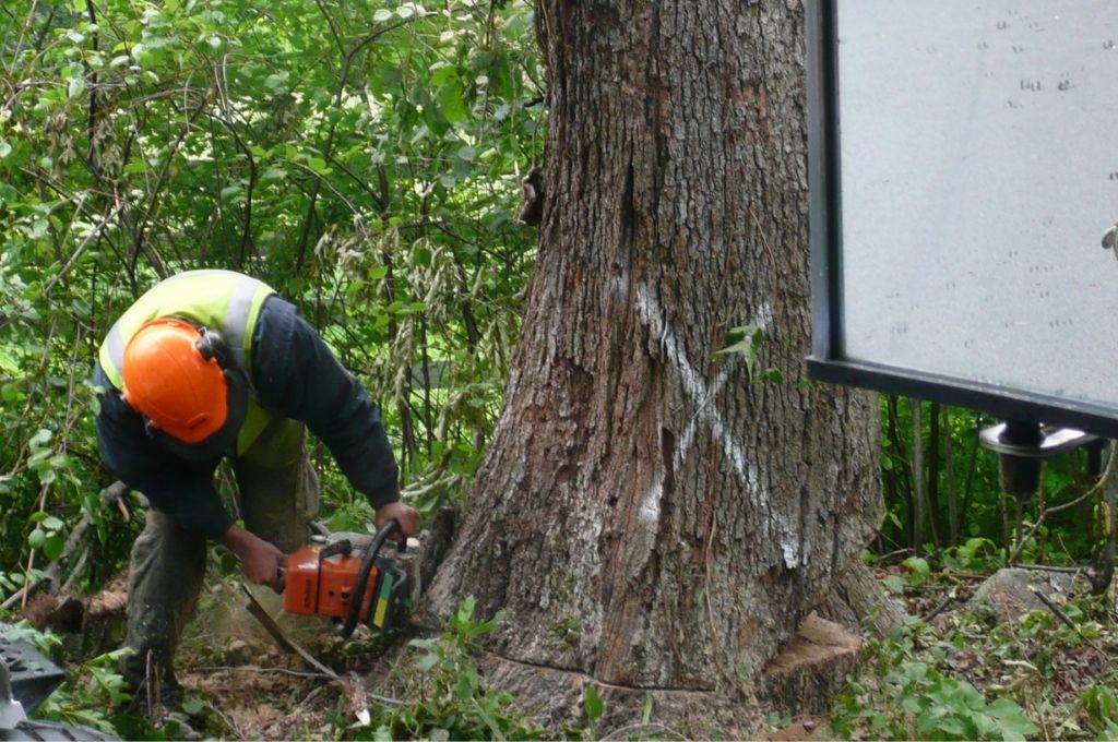 Dead Ash Tree Removal in Massachusetts American Climbers
