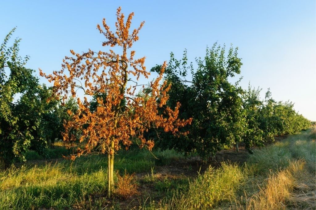 How to Help Your Trees Handle Heat Waves & Heat Stress in Massachusetts